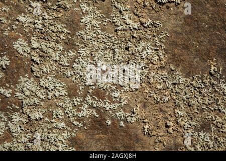 Small patches of lichen growing on rock, sun shines on Stock Photo
