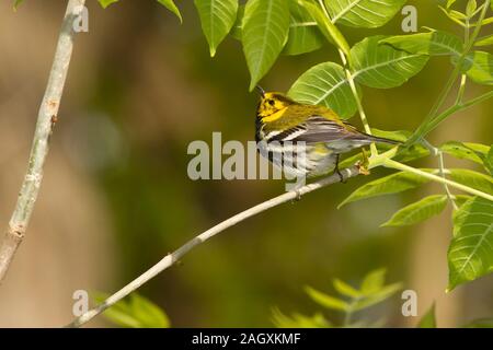 Black-throated Green Warbler (Dendroica virens), male, breeding pllumage Stock Photo