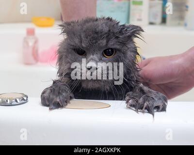 Funny wet cat wash in the bathroom Stock Photo