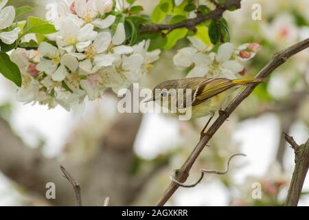 Tennessee Warbler (Vermivora peregrina), spring male, in crabapple blossoms Stock Photo