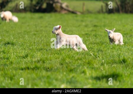 Lambs playing in field during spring. Stock Photo