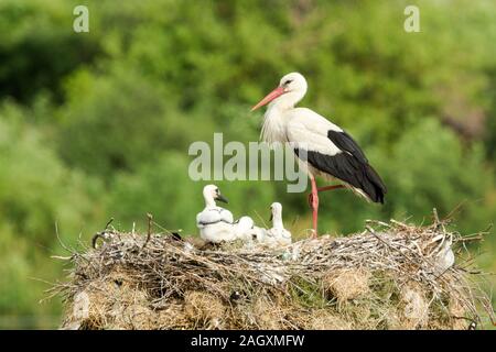 White stork (Ciconia ciconia) standing on one leg in its nest full of young birds, which is built on a metal pole on the outskirts of a small village Stock Photo