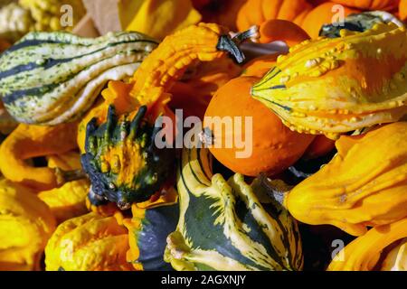 Colorful pumpkins offered for sale on the market Stock Photo