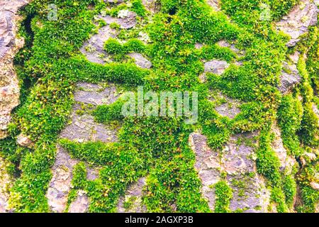 Pattern of lichen moss and fungus growing on a bark of a tree in forest. Different types of old trees growing in a wood. Stock Photo