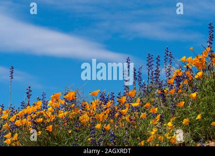 Lupines and Mexican gold poppies, near Bartlett Lake, Arizona Stock Photo