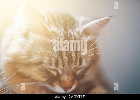 Sleeping cat. Close-up Sleeping Cute Cat. Portrait of grey cat sleeping. Sleeping striped tomcat - perfect dream. Stock Photo