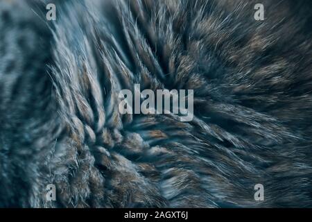 Background texture striped cat. wool close up, black and white photo Stock Photo