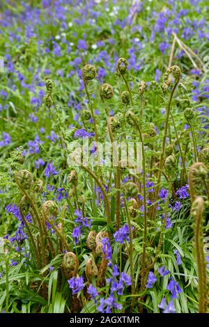 Close-up view of fresh bracken or fern fronds growing and unfurling amongst bluebells in springtime in woodland near Godalming, Surrey, England Stock Photo