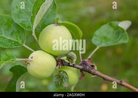 The fruits of apples hang and ripen on the tree in summer Stock Photo