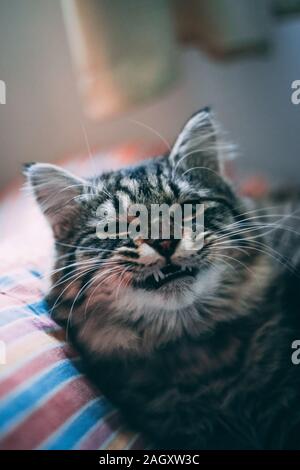 Epic cat yawns. Kitty lies on the couch. Portrait view Stock Photo