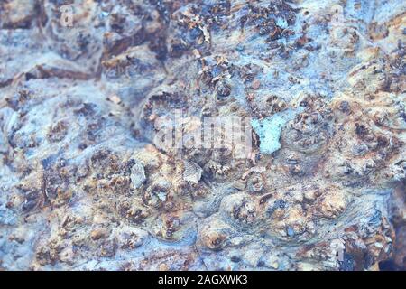 Wood texture of cut tree trunk, close-up. Seamless tree bark background. Brown tileable texture of the old tree. Stock Photo