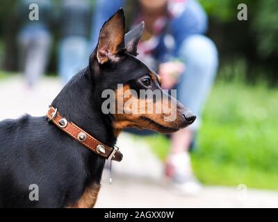 Portrait of Doberman Pincher puppy. The dog on the walk Stock Photo
