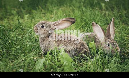 Two grey rabbits sitting in the grass. Wide format. Easter banner Stock Photo