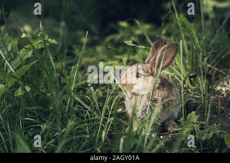 Cute scared little hare or rabbit hiding in the grass. Copy space for text. Easter holiday background Stock Photo