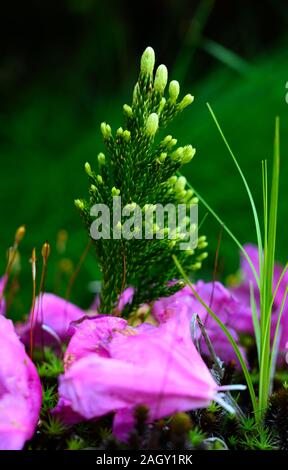 Tiny Pine Tree Grows Through Rhododendron Petals fallen on the ground Stock Photo