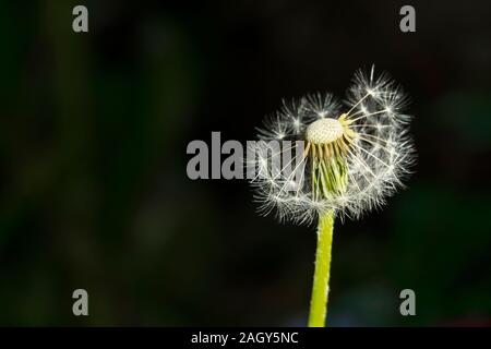 A single dandelion flower on black background with copy space. Wild nature blossom. Stock Photo