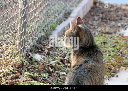 A neutered male community cat looks through a chain link fence, facing away from the camera. Stock Photo