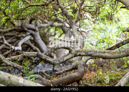 Twisted tree branches, Galapagos Island, Isla Isabela. With selective focus Stock Photo