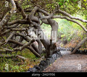 Twisted tree branches, Galapagos Island, Isla Isabela Stock Photo