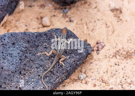 Lizard sitting on a stone, Galapagos Island, Isla Isabela. Close-up Stock Photo