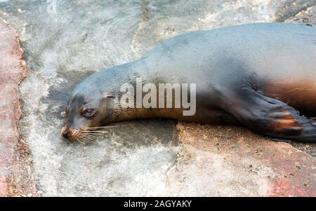 Sea lion lies on the ground, Galapagos Island, Santa Cruz Island- Port Ayora. Close-up Stock Photo