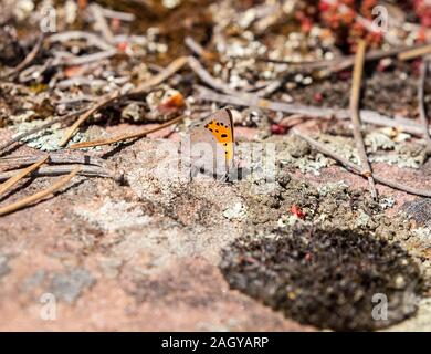 Underside of Small Copper Butterfly Lycaena phlaeas on the ground taking salts and nutrients  in the English countryside England UK Stock Photo