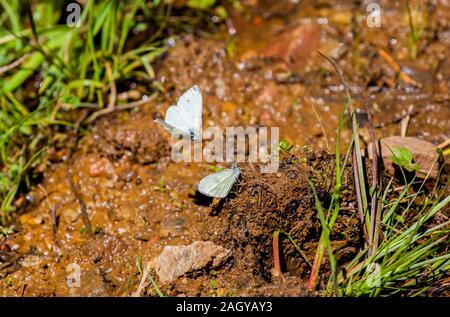 Green Veined White Pieris napi left and Wood White Leptidea sinapis butterflies on dung on a forest path England UK Stock Photo