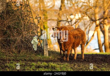The two cows stood in the meadow and it almost seemed as if they were saying hello. Stock Photo