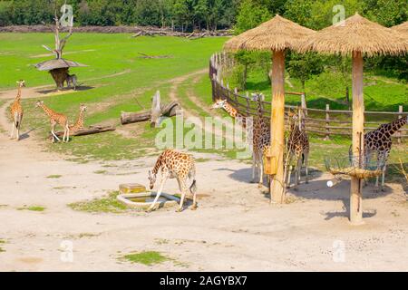 Giraffes in their natural environment. Stock Photo