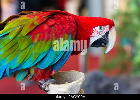Portrait of a beautiful colorful Ara Scarlet Macaw parrot close up.
