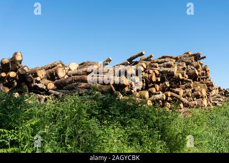 Wooden logs of oak tree, stacked in a pile for fire wood. Copy space Stock Photo