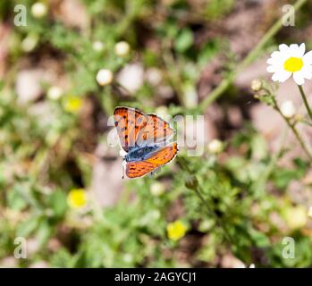 Purple shot copper butterfly Lycaena alciphron basking in the sun on a flower head in the  Montes Universales at Noguera Eastern Spain Stock Photo