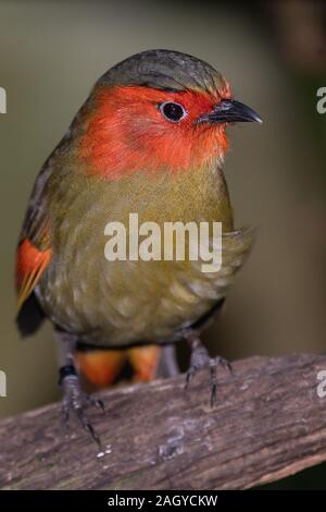 Scarlet-faced Liocichla Stock Photo