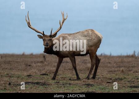 Wildlife Tule Elk at Point Reyes Stock Photo