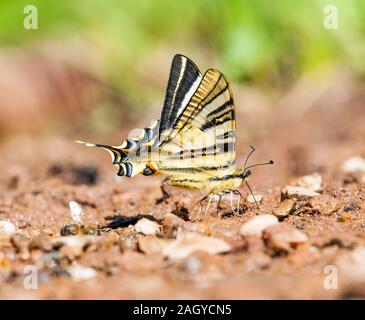 Southern Scarce Swallowtail Iphiclides podalirius feisthamelii basking in the sunshine on the ground at Albarracin in Eastern Spain Stock Photo