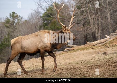 Bull Elk Climbing a Hill Stock Photo