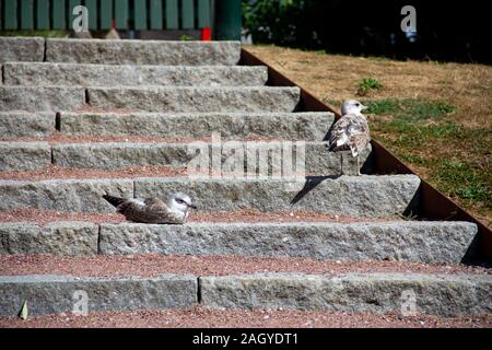 Two seagull chicks are resting on a stone stair in a park during a warm summer day in Malmö, Sweden Stock Photo