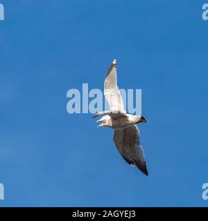 A Herring Gull (Larus argentatus) in second winter plumage and an adult in flight against a blue winter sky Stock Photo