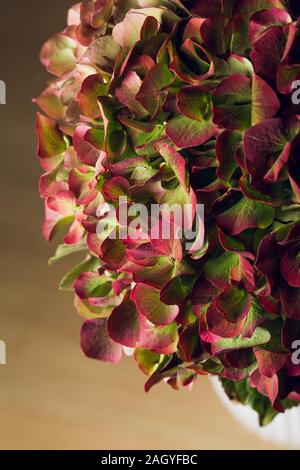 Red hydrangea flower petals in bloom on a white pot on a wooden background Stock Photo