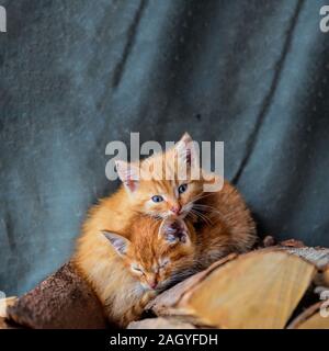 Two yellow kittens with blue eyes, sleeping on a pile of firewood Stock Photo