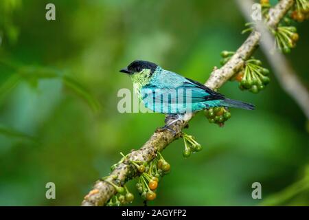 Black-capped Tanager  Tangara heinei Refugio Pazdelas Aves, Tandayapa, Ecuador 6 December 2019          Adult Male            Thraupidae Stock Photo