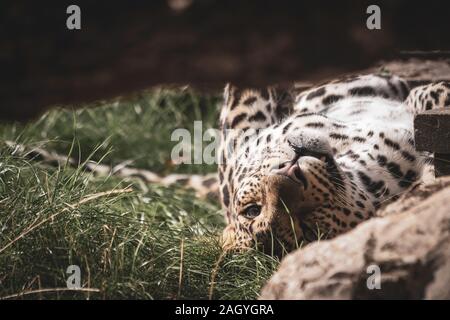 A close up portrait of a leopard with its eyes open after being asleep