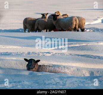 Black faced sheep in a snow covered field in the Scottish Borders Stock Photo