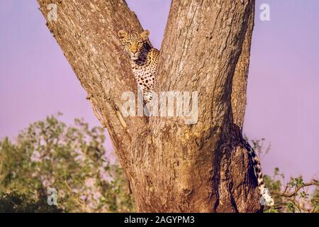 A wild, adult leopard (Panthera pardus) sits alone in a tree, looking directly at the camera. In Botswana. Stock Photo