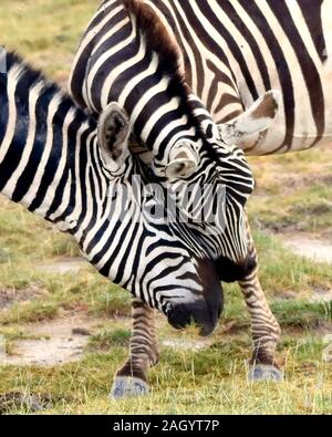 Two zebras bonding by gently rubbing their heads together. Close-up. (Equus burchelli) Stock Photo
