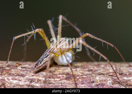 Brown stripes spider with its eggs on tree trunk in public park Stock Photo