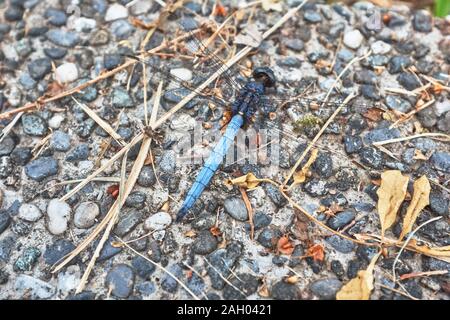 Black Stream Glider (Male): Dragonfly Stock Photo