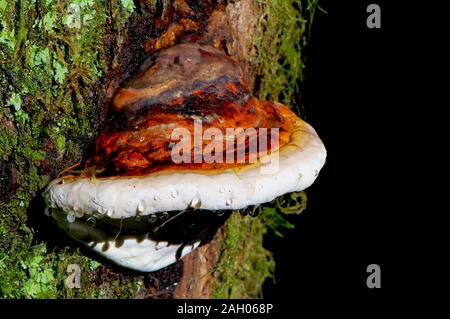 Red-banded polypore fungus (Fomitopsis pinicola) growing from the side of a tree trunk. Stock Photo