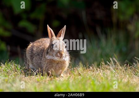 A Brush rabbit (Sylvilagus bachmani) or western brush rabbit is a type of Cottontail rabbit found in western coastal regions of North America. Stock Photo