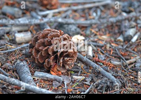 Ponderosa Pine Cone (Pinus ponderosa) on the ground among broken branches and pine needles. Stock Photo